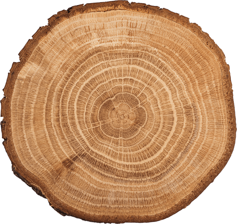 holzstamm_web